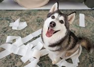 82年属狗的有没有财运(解析财富运势如何)