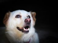 属狗1982年是什么命(狗年出生的人命运如何)