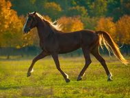 90年的马是什么命的人(马年出生的人性格特点及运势分析)
