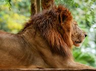 狮子男把女生当哥们的表现(如何看待)