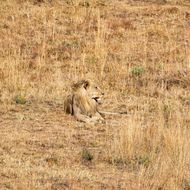狮子座男生性格脾气暴躁吗(揭秘星座并非定律)