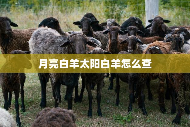 月亮白羊太阳白羊怎么查(如何了解你的星座特质)