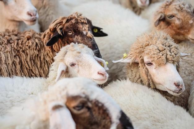 射手男最容易迷恋白羊女(星座配对大揭秘)