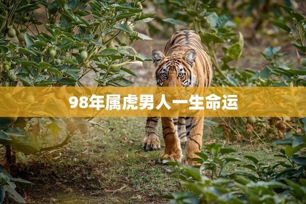 98年属虎男人一生命运(如何预测)