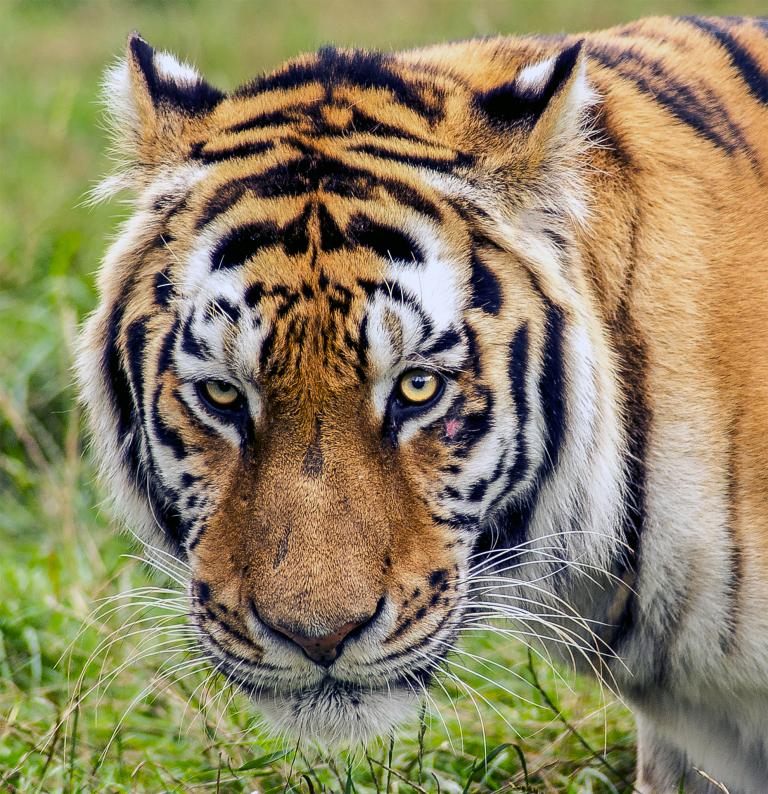 98年虎什么时辰出生好(如何选择最佳出生时辰)