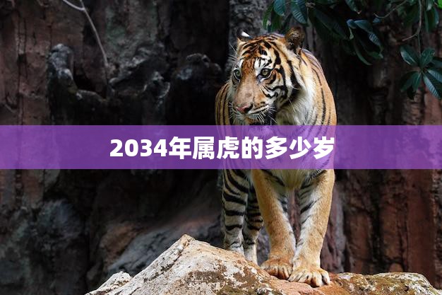 2034年属虎的多少岁(猛虎出山年龄揭晓)