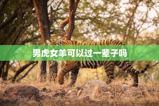 男虎女羊可以过一辈子吗(探究星座配对的真相)