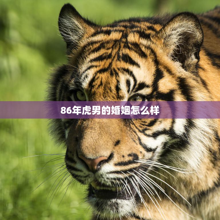 86年虎男的婚姻怎么样(幸福还是坎坷不平)
