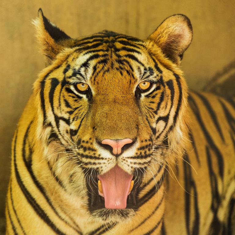 属兔女跟属虎男属相配吗(如何解读这种组合)