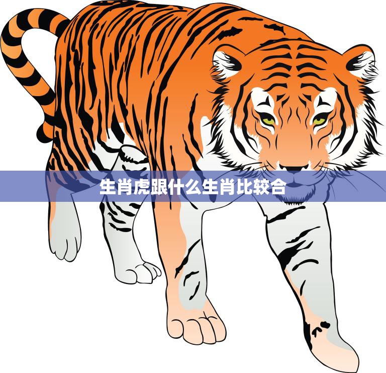生肖虎跟什么生肖比较合(最佳搭档大揭秘)