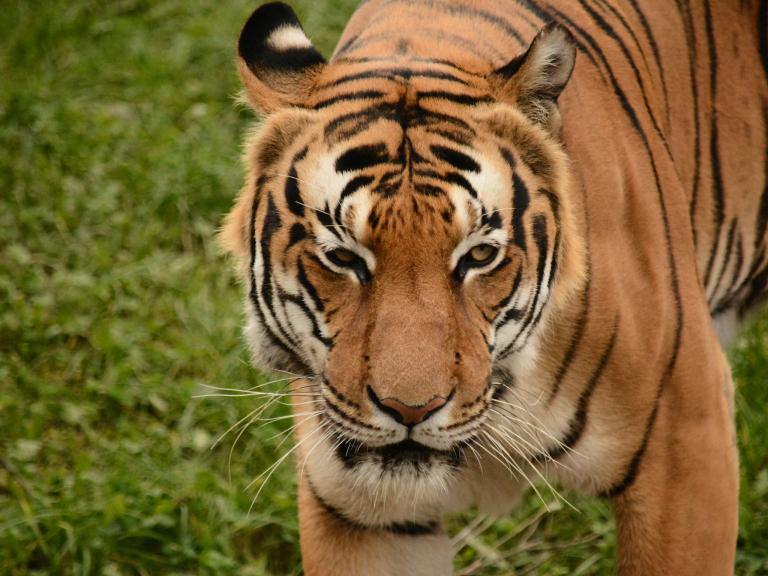 1986年的虎会离婚吗(揭秘当年的传闻是否属实)