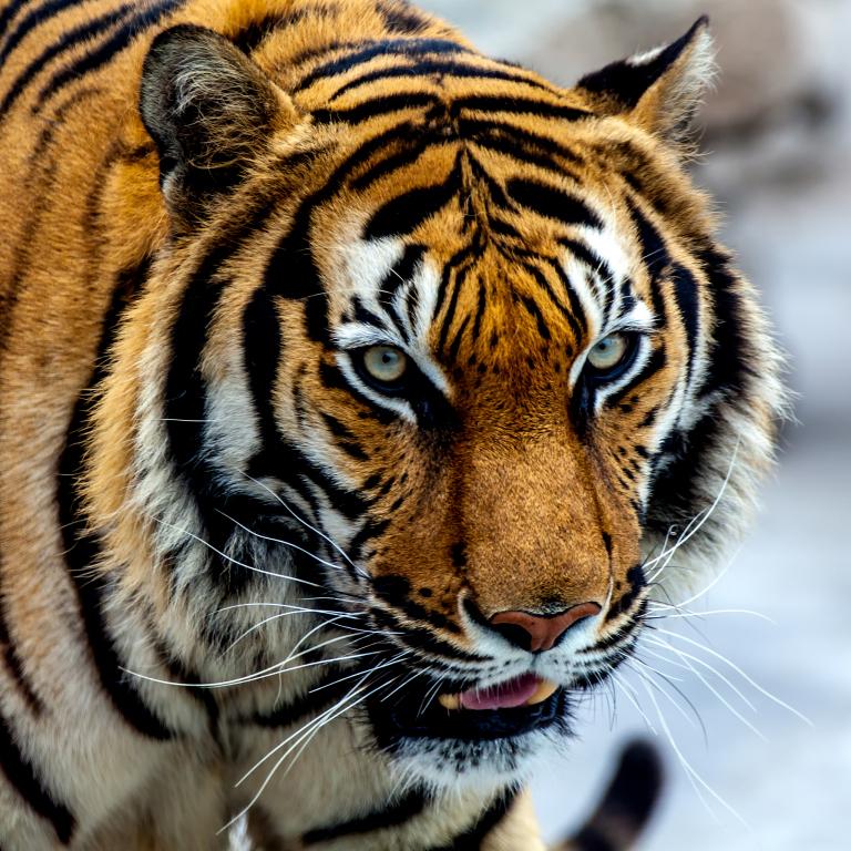 74的虎2023年运势(财运亨通事业顺利健康平稳)