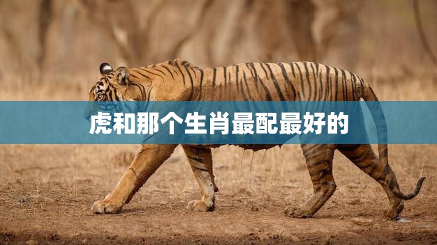 虎和那个生肖最配最好的(揭秘最佳搭档是谁)