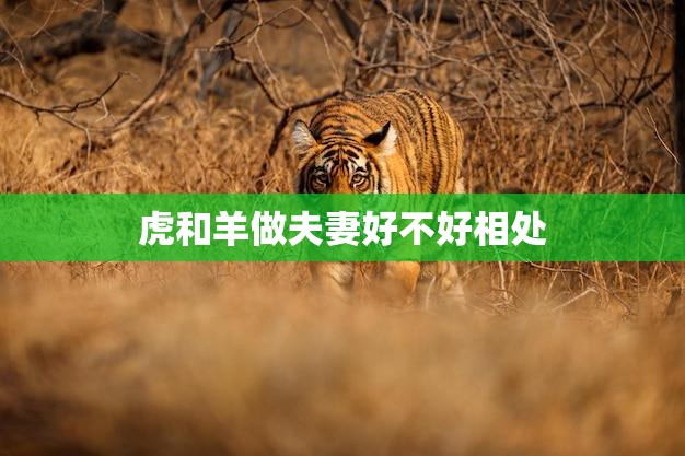 虎和羊做夫妻好不好相处(如何化解性格差异)