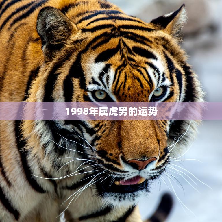 1998年属虎男的运势(独占鳌头财运亨通)