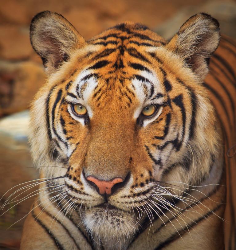 86年属虎33岁有一劫(如何化解)