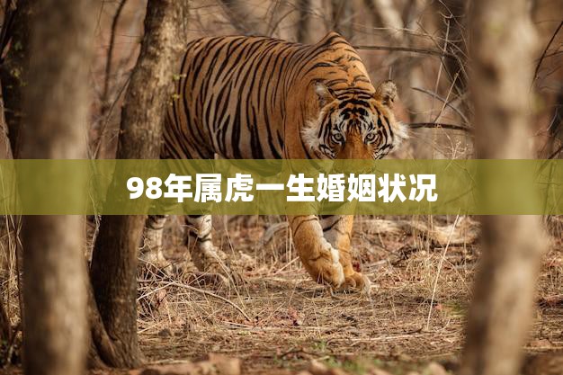 98年属虎一生婚姻状况(幸福婚姻的秘诀在哪里)