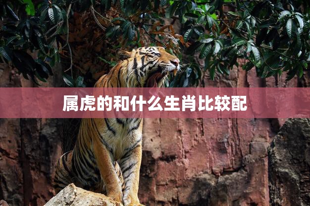 属虎的和什么生肖比较配(十二生肖中最佳配对)