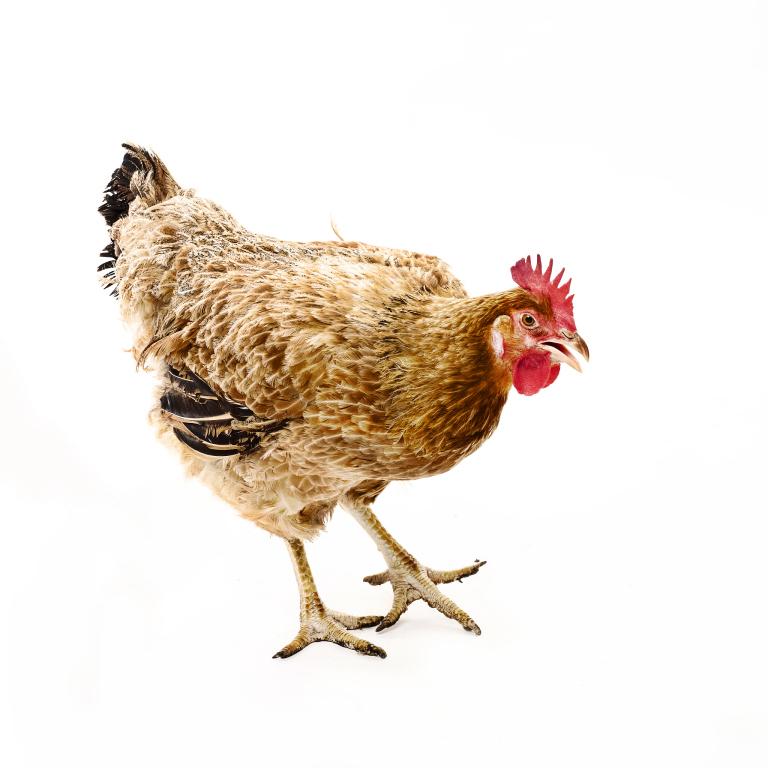 属鸡和什么属相最配相克(如何避免相克的影响)