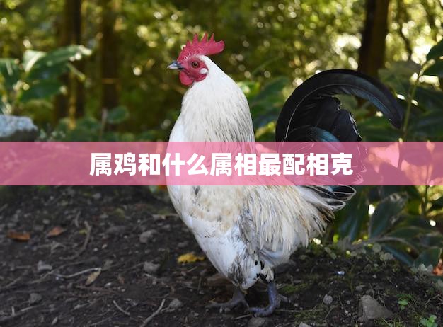 属鸡和什么属相最配相克(如何避免相克的影响)