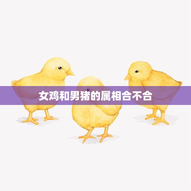 女鸡和男猪的属相合不合(你知道吗)