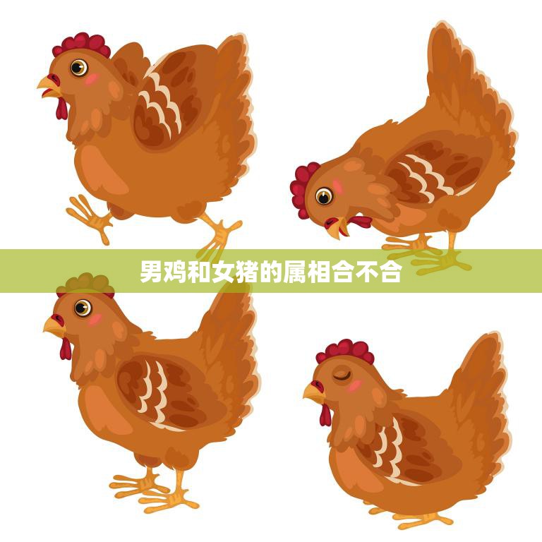 男鸡和女猪的属相合不合(属相配对真相揭秘)