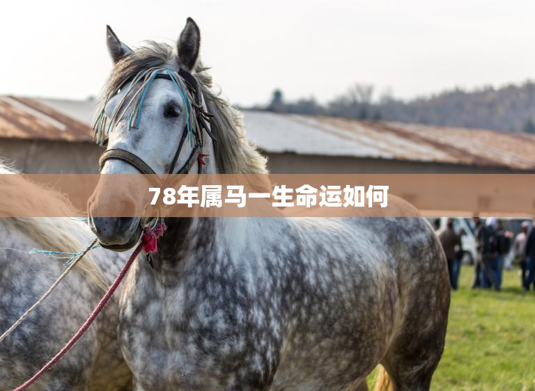 78年属马一生命运如何(解析属马人的命运走向)