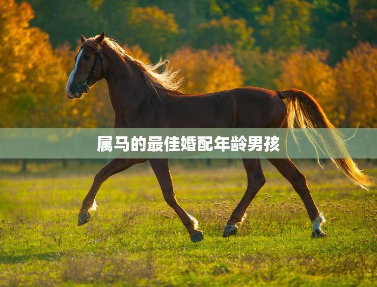 属马的最佳婚配年龄男孩(如何选择最佳结婚年龄)
