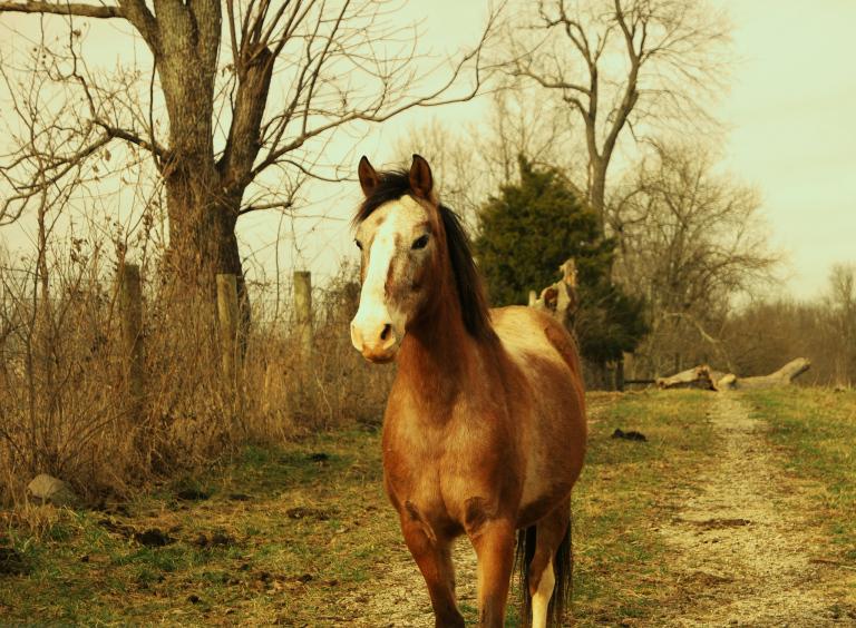 属马最吉利旺财名字女孩(如何选择最适合的名字)
