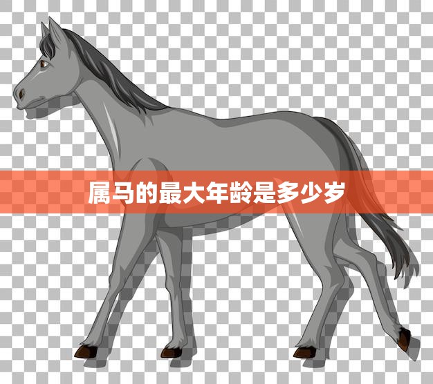 属马的最大年龄是多少岁(马儿长寿的秘密揭秘)
