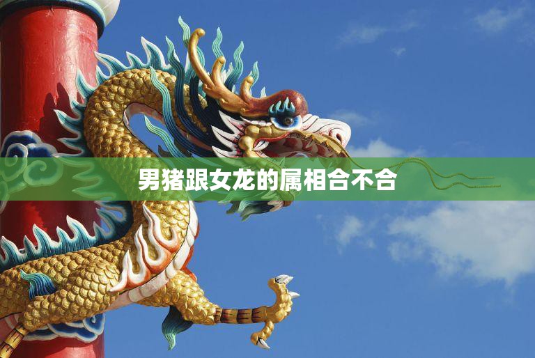 男猪跟女龙的属相合不合(属相配对分析)