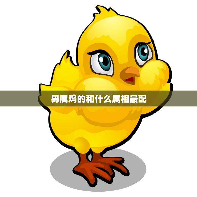 男属鸡的和什么属相最配(揭秘最佳配对)