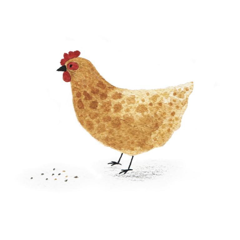 属鸡和属鸡的结合好不好(探讨同属鸡的恋人是天作之合还是劫数难逃)