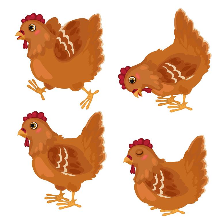 1981年属鸡哪年寿终(鸡年人的寿命预测)