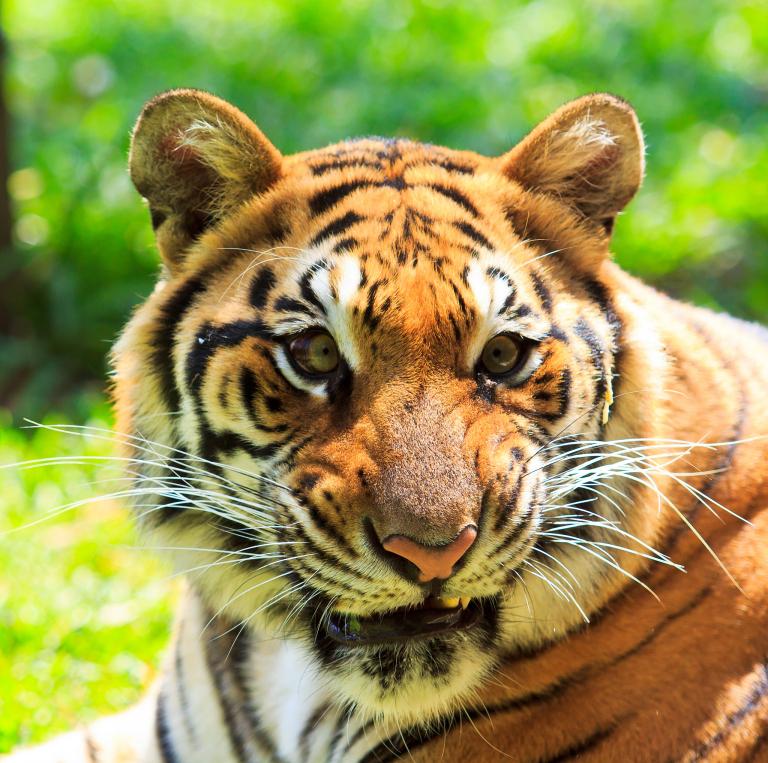 2010属虎女孩什么命(解读属虎女孩的命运特点与发展建议)