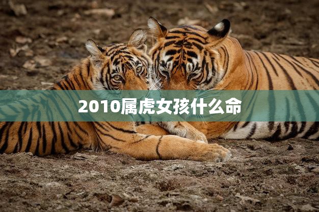 2010属虎女孩什么命(解读属虎女孩的命运特点与发展建议)