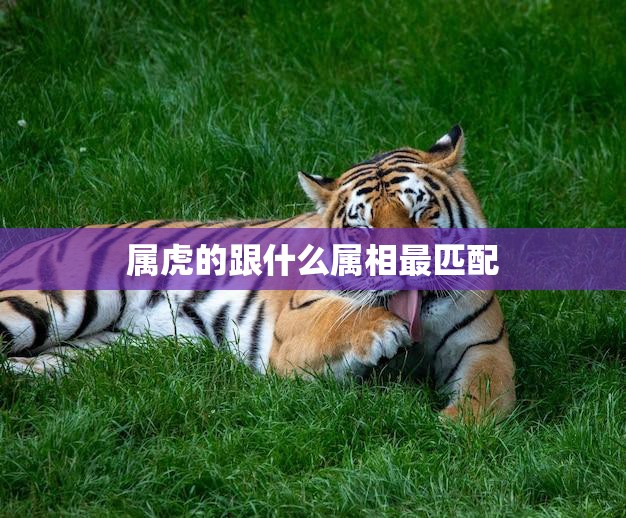 属虎的跟什么属相最匹配(最佳配对大揭秘)