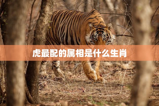 虎最配的属相是什么生肖(揭秘谁与虎争锋)
