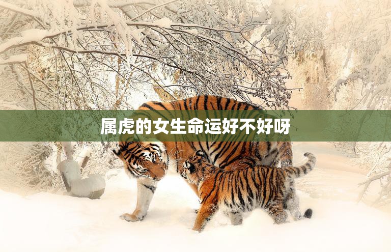 属虎的女生命运好不好呀(探究命运与个人努力的关系)