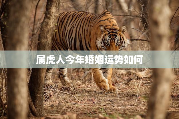 属虎人今年婚姻运势如何(解析吉凶参半)