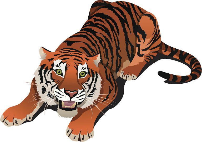 生肖虎在龙年结婚好不好(婚姻运势如何)