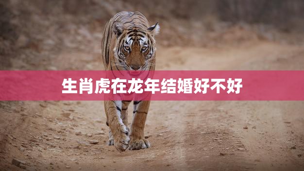 生肖虎在龙年结婚好不好(婚姻运势如何)