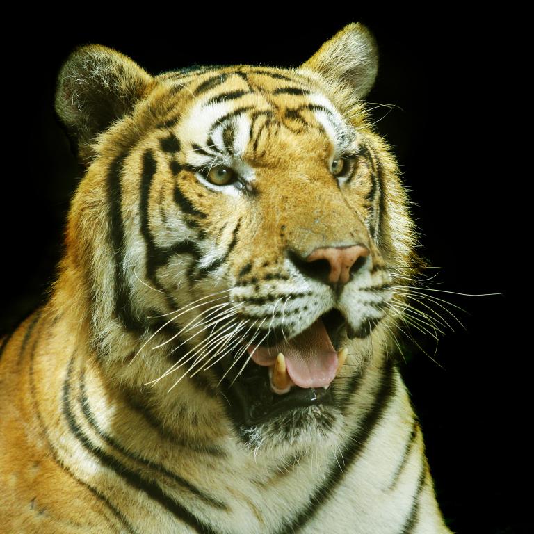 74年虎女的后半生正缘(一段不寻常的爱情故事)