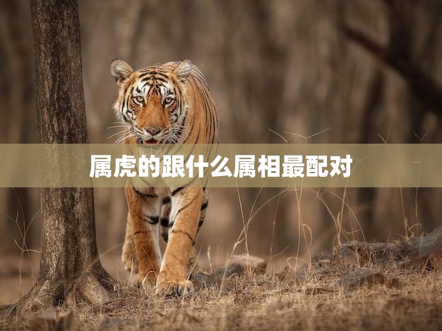 属虎的跟什么属相最配对(十二生肖配对大揭秘)