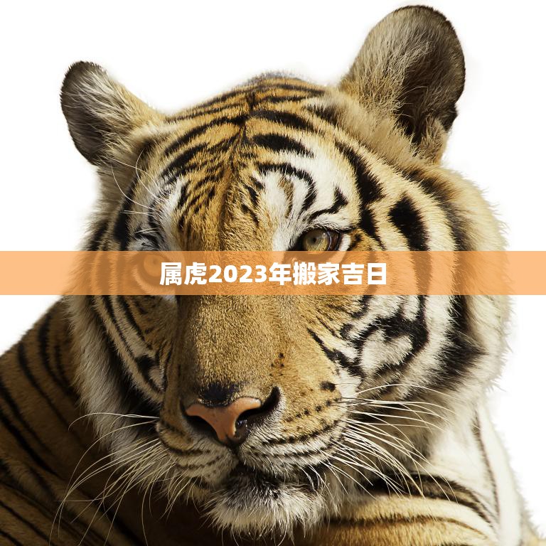 属虎2023年搬家吉日(如何选择最佳时机)