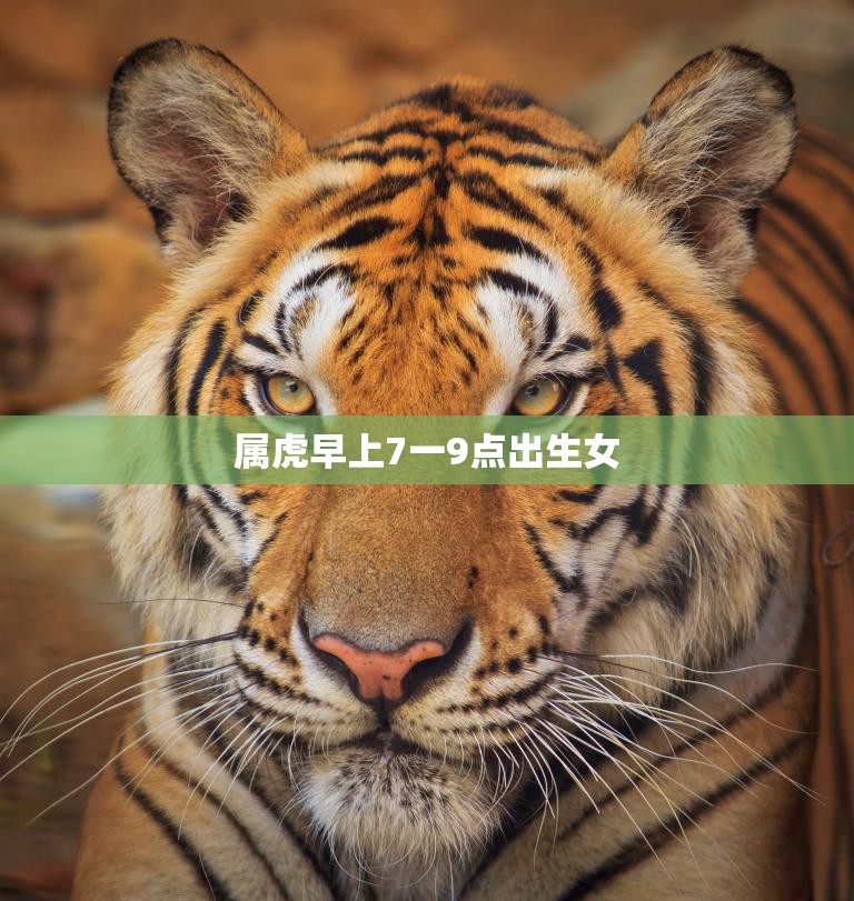 属虎早上7一9点出生女(命运如何)