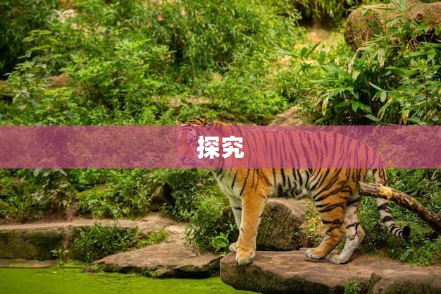 探究(98年男虎今年婚姻如何星座专家为你解析)