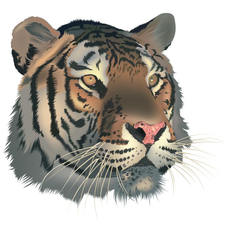 74年属虎女晚年有钱吗(探究财富与命运的关系)