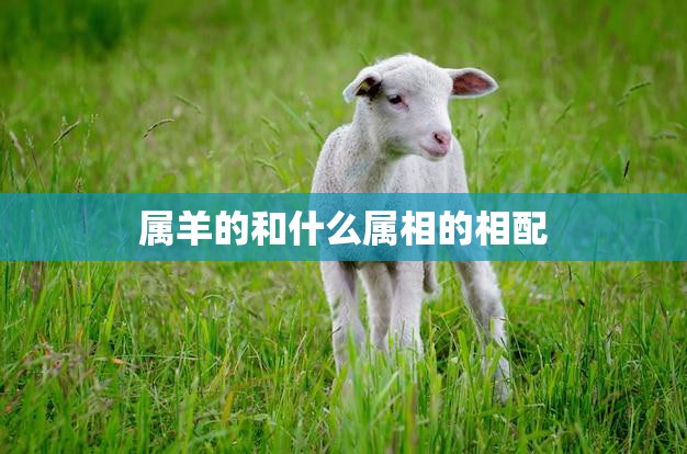 属羊的和什么属相的相配(十二生肖配对大揭秘)