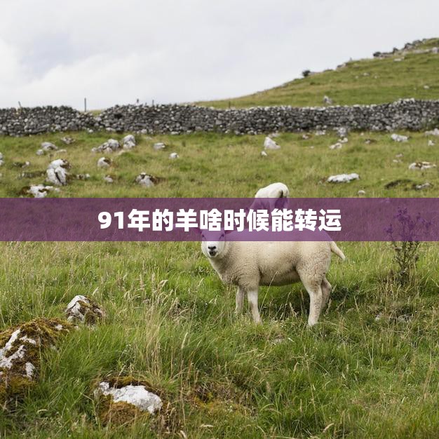 91年的羊啥时候能转运(解析羊年运势分析)
